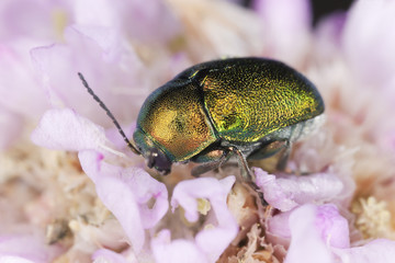 Leaf beetle, Cryptocepalus, Chrysomelidae species