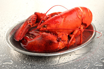 Red lobster on tray, on grey background