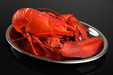 Red lobster on tray, on black background