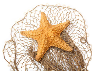 The Caribbean Starfish (Oreaster reticulatus) on a fishing net.