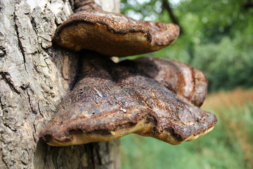 Dark mushroom 3