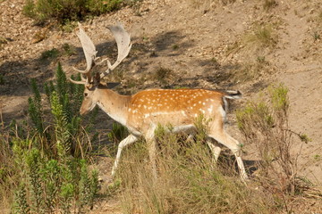 Fallow Deer (Cervus dama)
