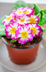 Pink And White Primrose