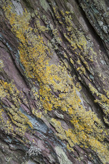 Rock / Cliff with Lichen Background Texture / Nature Abstract.