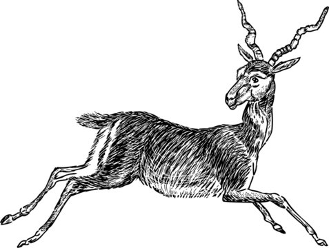 running antelope