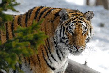Fototapeta na wymiar Sibierischer Tiger