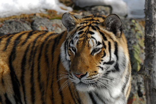 Sibierischer Tiger