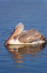 Dalmatian pelican immature on the water