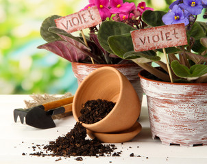 Bright saintpaulias and garden tools on natural background