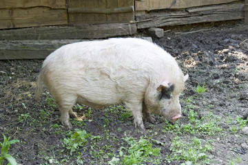 Pig