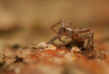 Spider - Philodromus