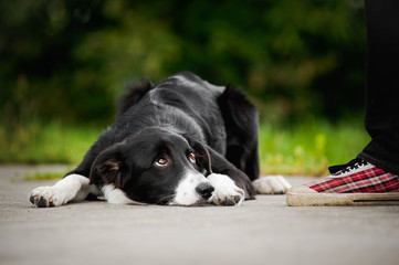 little puppy border collie lying near people foot