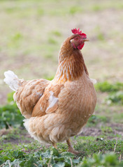 Portrait  chicken