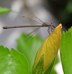 dragonfly with little prey perched on flower