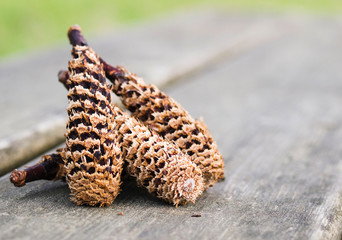 pinecones detail