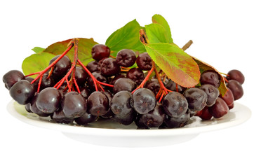 Black chokeberry (Aronia melanocarpa)