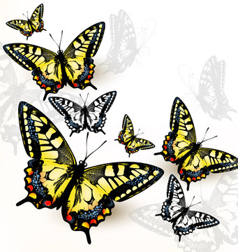 Elegant fashion background with colorful butterflies