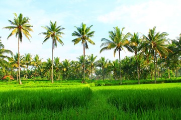 Obraz premium Palm Tree
