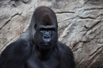 Obraz premium Black gorilla in the rocky background