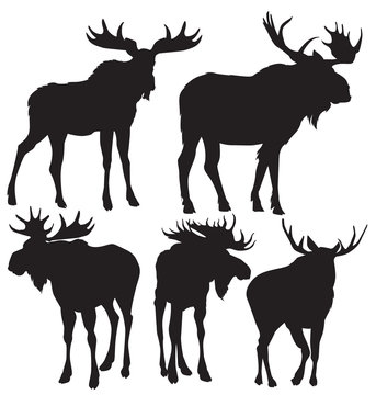 moose vector