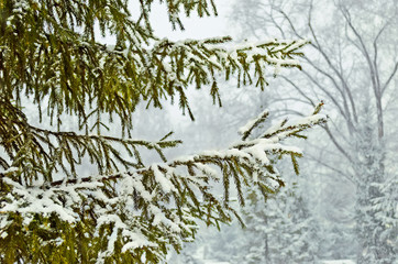 Larch branch covered with snow.