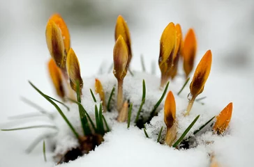 Foto op Plexiglas Krokussen Gele krokus (Crocus flavus) in de sneeuw