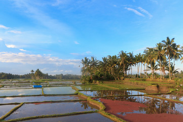 rice fiels in Bali, Indonesia