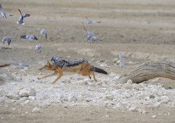 Black backed Jackal (Canis mesomelas) sequence of  hunting doves