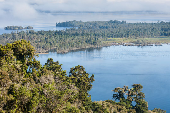 podocarp forest at lake Brunner