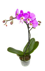 Pink orchid in the pot isolated