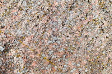 Lichen on granite.