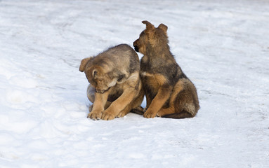 two homeless puppy