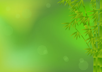 Fototapeta na wymiar bamboo on green background