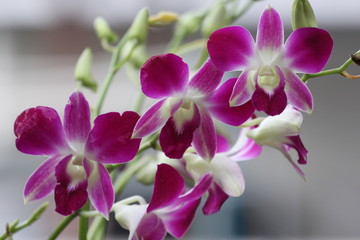 Many Pink wild orchid flowers.