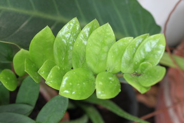 Green leaves are stacked in rows.