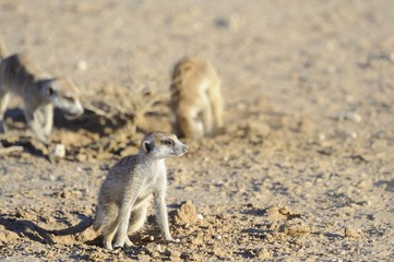 Suricates (Suricata suricata) aka meerkats in the kalahari deser
