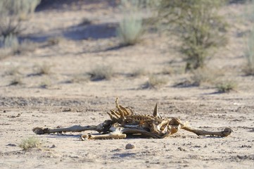 Eland carcass in the kalahari desert