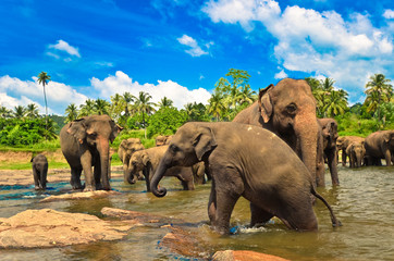 Fototapeta na wymiar Grupa słoni w rzece