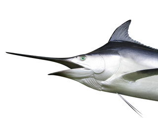 Marlin - Swordfish