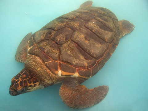 Aquatic turtle