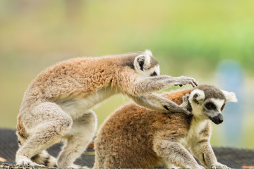 Two lovely Lemur plying each other
