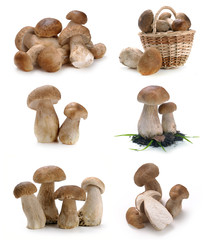 mushrooms in a basket