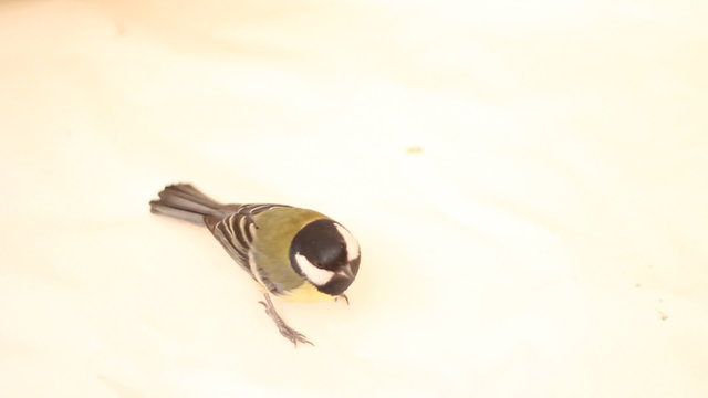 titmouse on a lite background close up. spring.