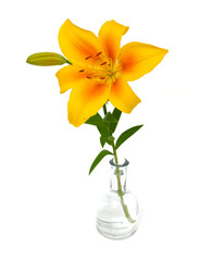 yellow lilly isolated on white background