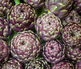 Fototapeta premium Globe artichoke, Cynara cardunculus