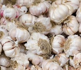 White garlic bulbs