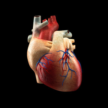 Real Heart Isolated on black - Human Anatomy model