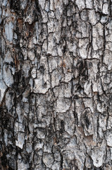 Fototapeta premium Tree background