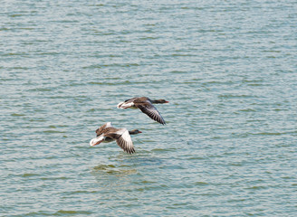 Two geese flying over a lake in winter