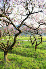 Fototapeta premium peach blossom bloom in an orchard